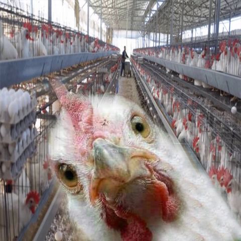 سعر بورصة الدواجن وأسعار الدواجن العمومية اليوم الإثنين 25 فبراير 2019 بورصه الفراخ | تحديثات...