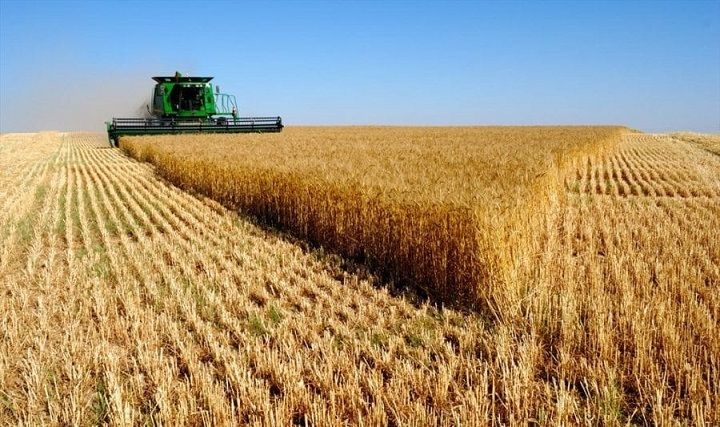 هيئة السلع التموينية تشتري 120 ألف طن من القمح الروماني