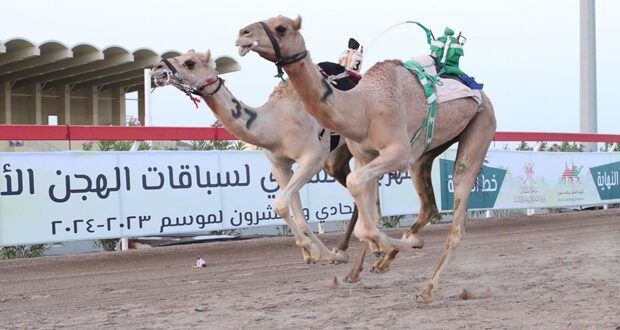 أكثر من 1000 مطية تشارك فـي انطلاق المحطة الثانية لسباقات الهجن الأهلية