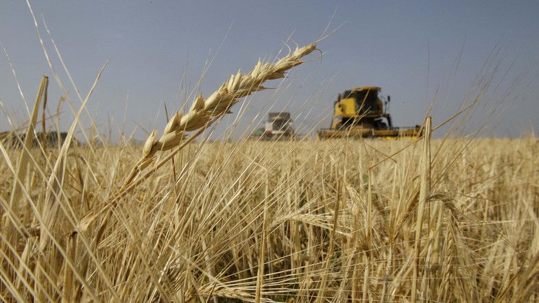روسيا تعتزم إرسال شحنات الحبوب إلى أفريقيا في غضون شهر