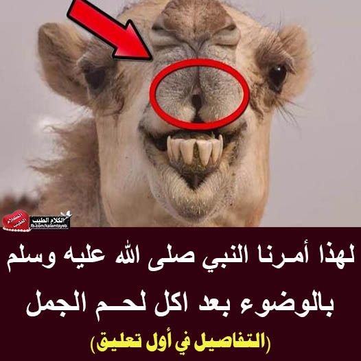 لماذا أمـرنا الرسول ﷺ بالوضوء بـعـد أكل لحم الجمل ؟