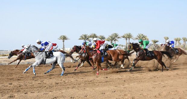 ثمانية أشواط فـي انطلاق سباق الخيل بمضمار الرحبة ببركاء