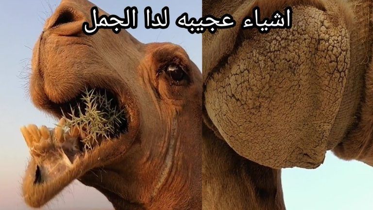 إحذر تصفح هذه المواقع: النيابة السعودية تفرض عقوبات صارمة في مجال الجرائم الإلكترونية