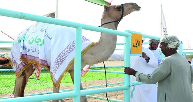 اليوم.. ختام مسابقة المزاينة على مستوى سلطنة عمان بولاية بركاء