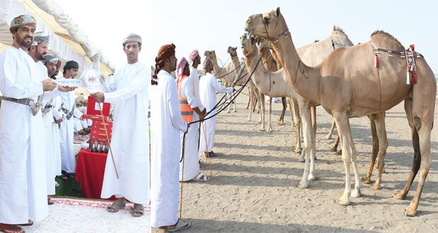 ختام مميز لمسابقة المزاينة على مستوى سلطنة عمان