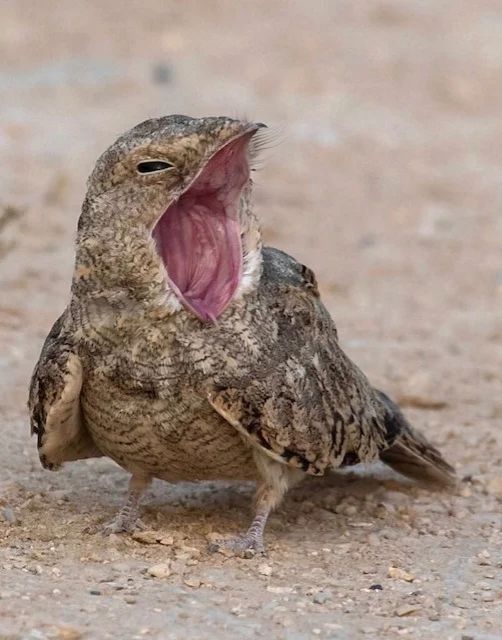 اتفرج بالصور..كائن غريب يثير الرعب في السعودية .. وبيان عاجل من المركز الوطني لسكان ..تفاصيل