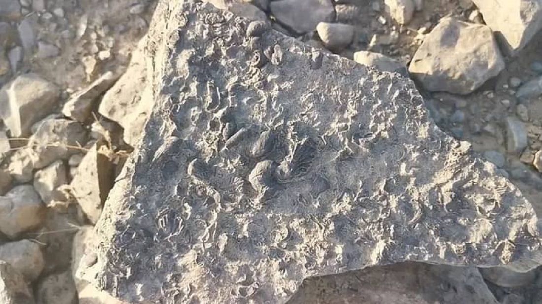 مزارع يعثر على كنز ثمين في مزرعته يساوي ملايين الدولارات.. وبعد يومين من العثور عليه حدثت المفاجأة؟!..اتفرج