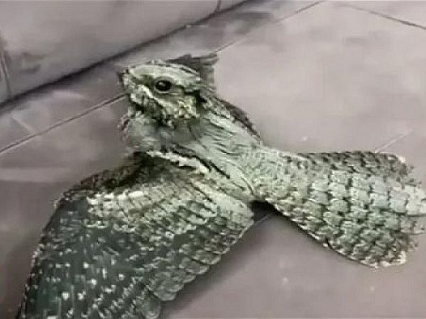 طائر غريب يثير الرعب في السعودية و المركز الوطني للحياة الفطرية يصدر أول بيان رسمي