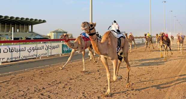 انطلاق المحطة الرابعة من المهرجان السنوي لسباقات الهجن الأهلية بميدان البشائر بأدم