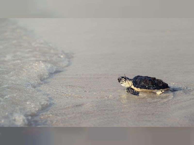 جهود الدولة في حماية السلاحف البحرية.. تشريعات ومبادرات لتعزيز استدامة البيئة وحفظ التنوع البيولوجي