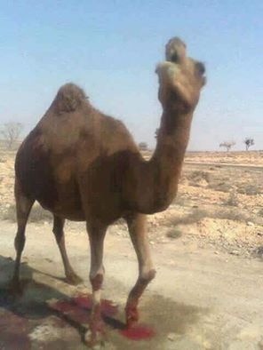 أمـرنا الرسول بالوضوء بـعـد أكل لحم الجمل.... لماذا؟