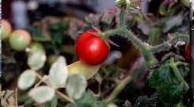 أخبار اليمن : لغز حبة طماطم شغلت ناسا الفضائية لأشهر .. ما قصتها؟!