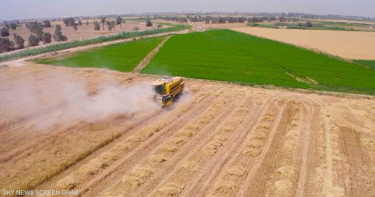 العالم اليوم - وزير التجارة العراقي: احتياطات القمح كافية لمدة عام