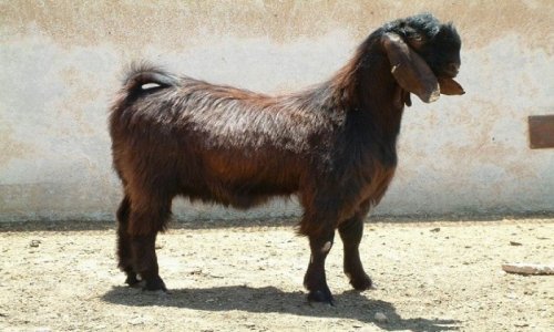 بن غفير:نحن لسنا ماعز