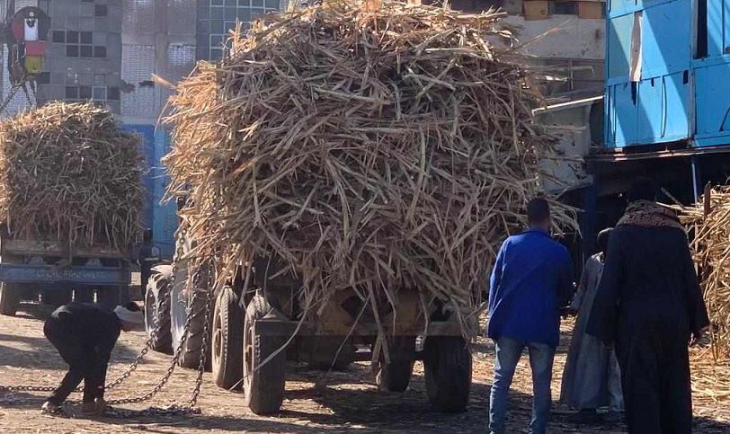 وزارة التموين: ارتفاع توريد القصب لنحو 2.3 مليون طن وإنتاج…