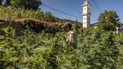 تجار مخدرات يمنعون دخولها اسرائيل تضامنا مع غزة