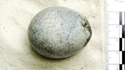 اكتشاف بيضة من العصر الروماني.. ماذا وجد العلماء فيها.؟