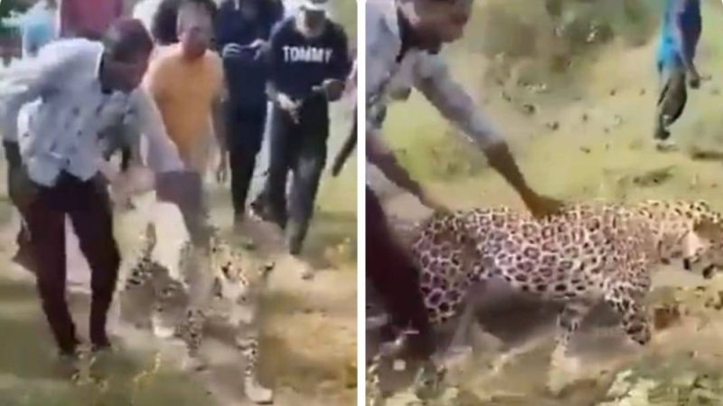 مشروب سحري يحول "نمر" من وحش كاسر إلى حيوان ضعيف وكأنه قطة .. لن تصدق ما هو المشروب؟..اتفرج