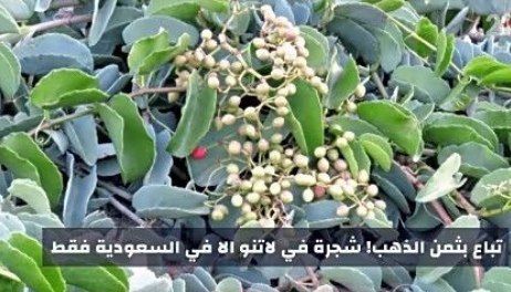 يبحث عنها الكثيرون..شجرة الحلص تباع بثمن الذهب في العالم! ولاتنموا الا في السعودية فقط