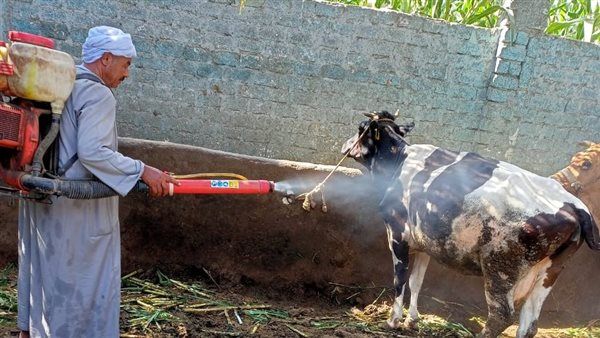 انطلاق فعاليات الحملة القومية لتحصين الماشية ضد مرضي الحمى القلاعية والوادي المتصدع بالجيزة
