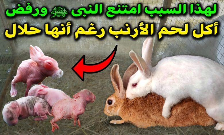 رغم أنها حلال.. لماذا امتنع النبى ﷺ عن أكل لحم الأرنب وماذا اكتشف العلماء فيه؟ ..اليك الإجابة