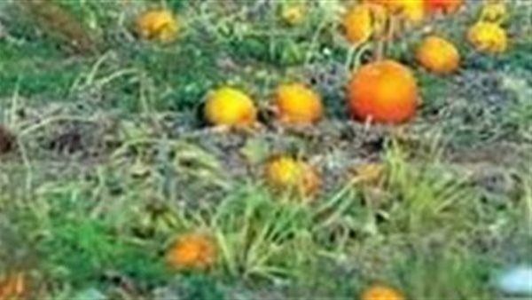 هذه هي النبته التي وضع سيدنا يونس اوراقها على جسده بعد خروجه من فم الحوت؟..تعرف عليها