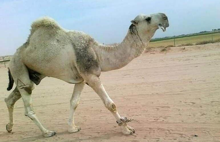 في السعودية.. أفعى مرعبة تدخل بطن جمل هائج وهو حي وعندما استقرت في أحشائه حدثت مفاجئة لم تخطر على بال أحد..اتفرج