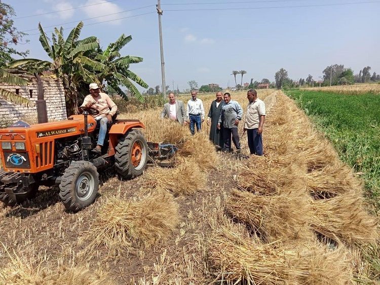 وزارة الزراعة تعلن بدء موسم حصاد وتوريد محصول القمح