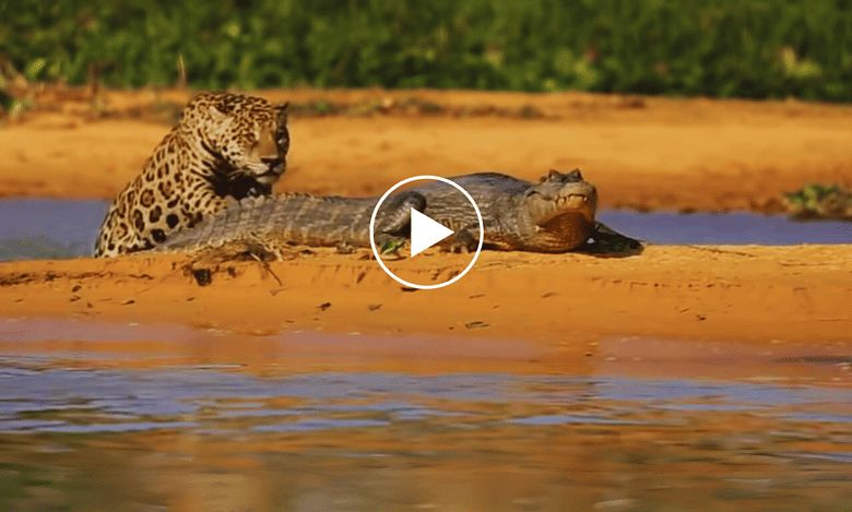 اتفرج تمساح مرعب حاول العبث مع الفهد العنيد لكن النهاية كانت صادمة وغير متوقعة!