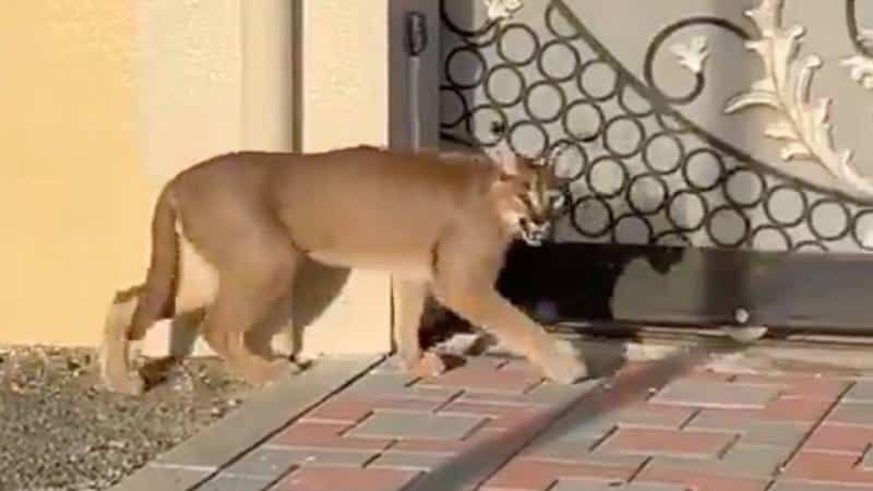 تشكيل فرق مختص للتحقق من وجود حيوان الوشق في الفجيرة