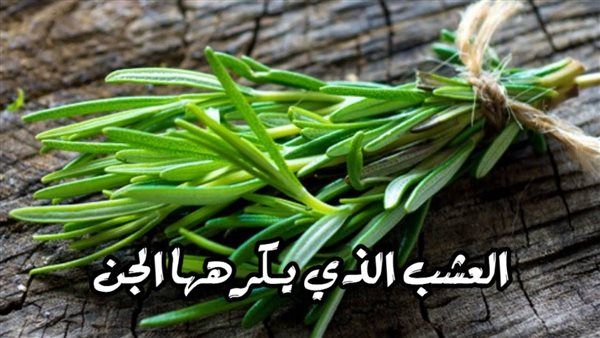 الكشف عن اقوى نبات يخاف منه الجن ويعالج الحسد والسحر والمس العاشق و إبطال السحر .. تعرف عليه