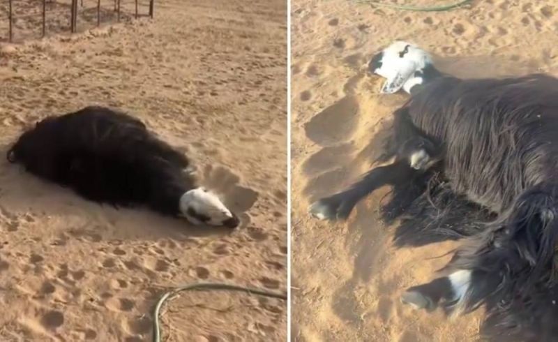 مالم يكن في الحسبان..مواطن سعودي رفض بيع “الشاة” لـ “زبون” وبعد 5 دقائق حدثت المفاجأة!! اتفرج الفيديو