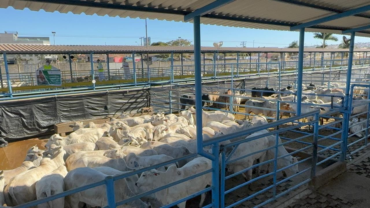 التحالف الوطني.. ذبح الأضاحي في البرازيل (صور)