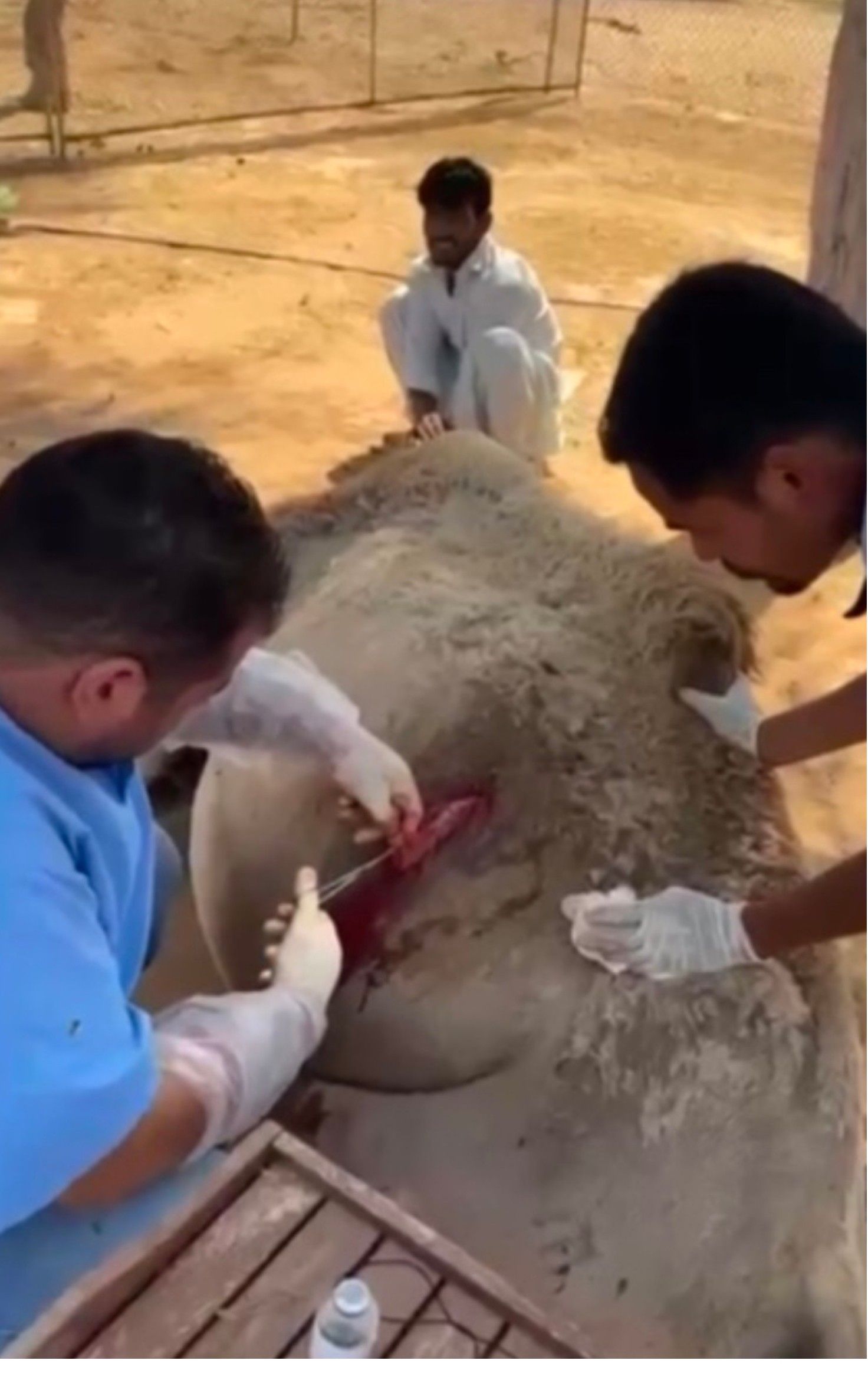 طبيب بيطري يجري عملية جراحية لناقة.. وعند فتح بطنها كانت المفاجأة !..اتفرج