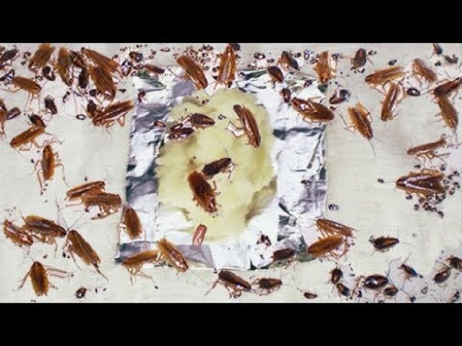 حل نهائي والى الأبد..ضعي ملعقة منه خلف البوتاجاز وتخلصي من الصراصير الصغيرة في المطبخ..جربيها الآن