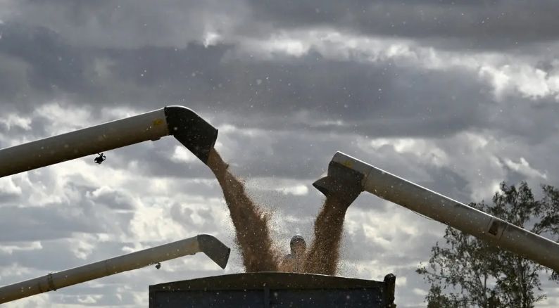 أسعار صادرات القمح الروسي تتراجع للأسبوع الرابع على التوالي