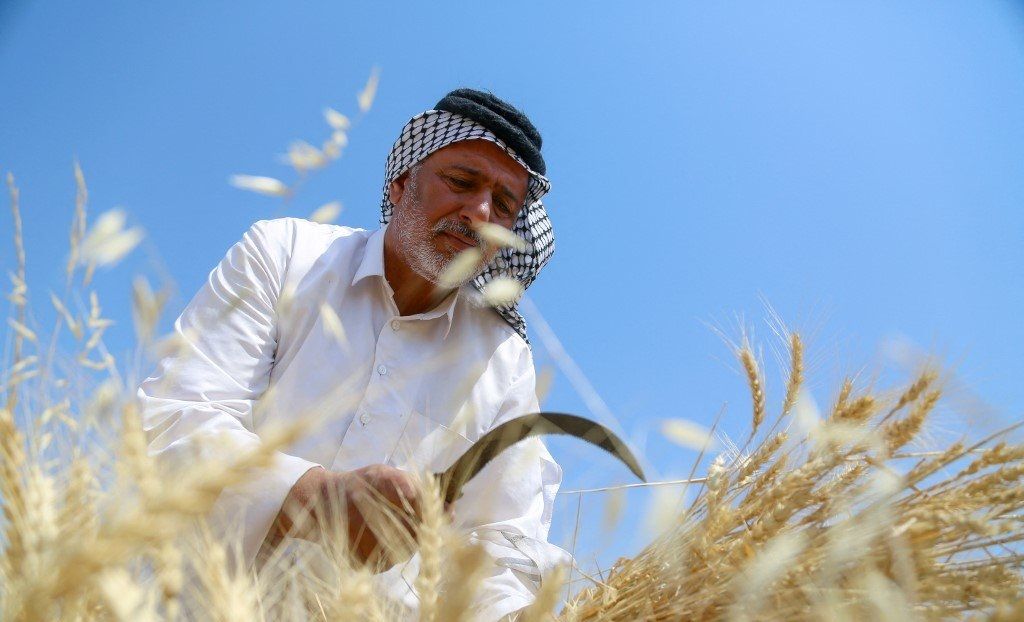 العراق يشتري 5.9 مليون طن من القمح المحلي