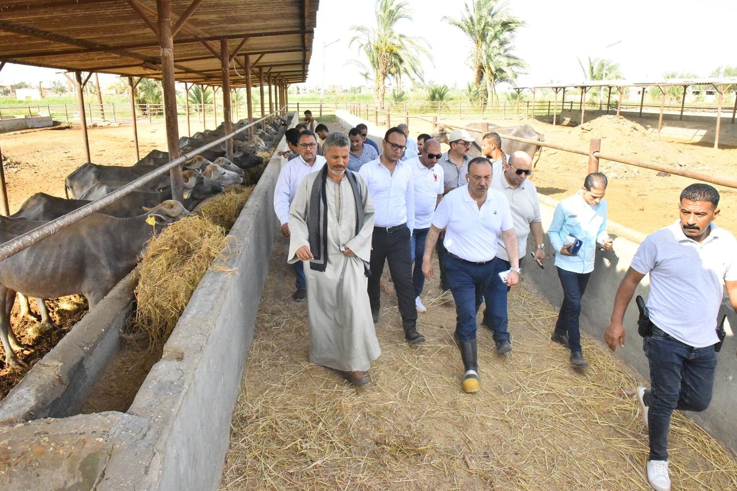 من محطة بني سند.. محافظ أسيوط: ندعم تنمية الثروة الحيوانية والاستفادة منها