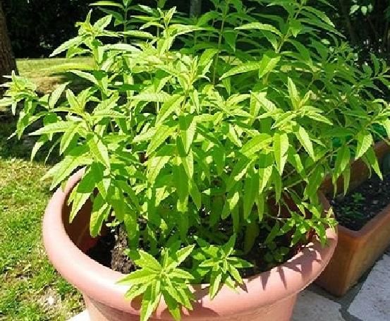 هذا النبات ينمو بالسعودية على رواسب الذهب والألماس إذا عثرت عليه ستصبح من الأثرياء في العالم