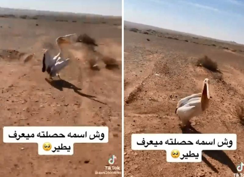 مواطن سعودي يعثر على طائر البجع في البر .. وعندما حاول الاقتراب منه كانت المفاجأة!