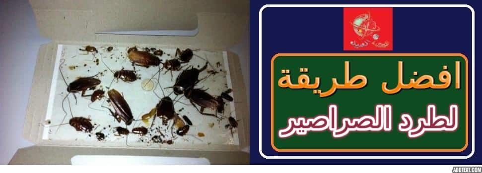 مختص سعودي يكشف حيلة سحرية للتخلص من الناموس والصراصير في دقيقة واحدة فقط