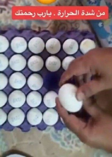 يارب رحمتك ..اتفرج سعودي ينسى "طبق بيض" داخل سيارته بجدة.. وعندما عاد إليه كانت الصدمة!