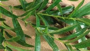 ماذا عن أوراقها؟ ..شجرة وصفت بالمعجزة في القران الكريم لعلاج معظم المشكلات الطبية