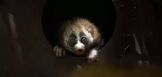 أعتقدت أنه قطة وقامت باخذة إلى البيت سعودية وجدت هذا الحيوان وبعد ساعات حدثت المفاجاه..اتفرج