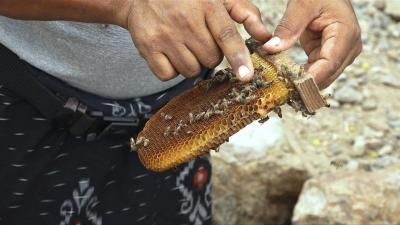 أخبار اليمن : النحل اليمني أصل سلالات العالم