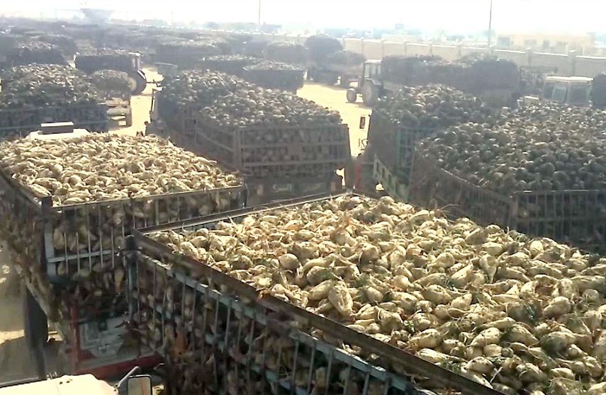 رئيس الجمعية: شركات الدلتا والدقهلية والنوبارية تحصل على…