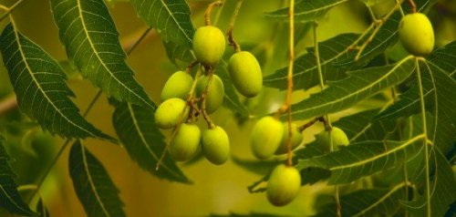 كانت تايهه عننا فين! ... ملعقة واحده من هذه العشبة.. تنهي كل اوجاعك للابد .. اوراق هذه الشجرة معجزة ربانية كالسحر تنهي سكري الدم وفوائد كثيرة !