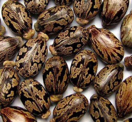 عشبة ربانية عجيبة علاج فعال لآلام المفاصل والنقرس والحل السحري لتهابات وتقرحات المعدة وانسداد الأمعاء