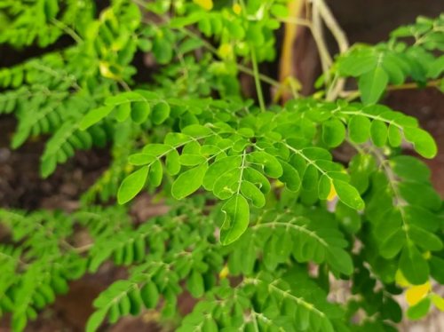 عشبة برخص التراب .. تعالج 40 مرض وتسيطر على مستوى السكر بشكل مذهل وتقوي الذاكرة وتحميك من الزهايمر ..!