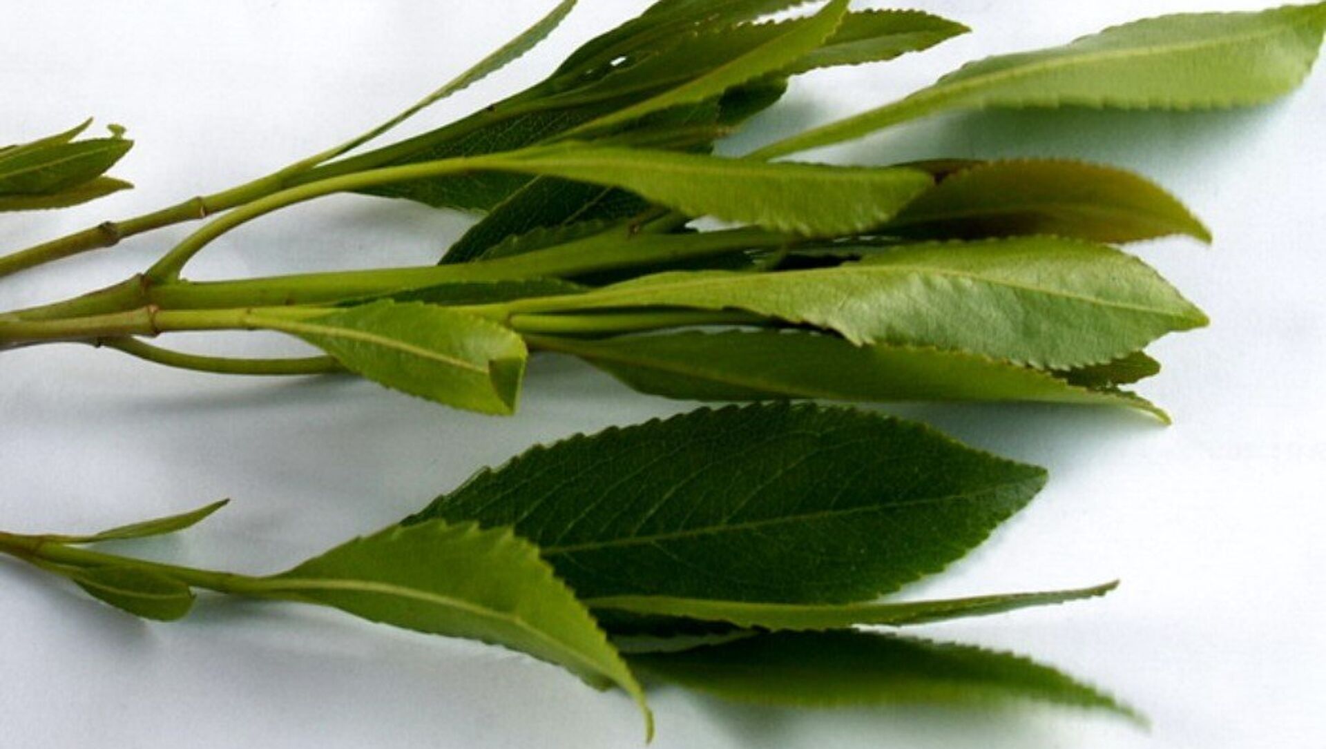 اتفرج ماهي.. عشبة يمنية مشهورة تصيب مسن سعودي بالسحر وتحوله إلى شخص آخر تماما